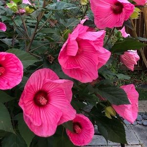 Meet your Posher, Wendy